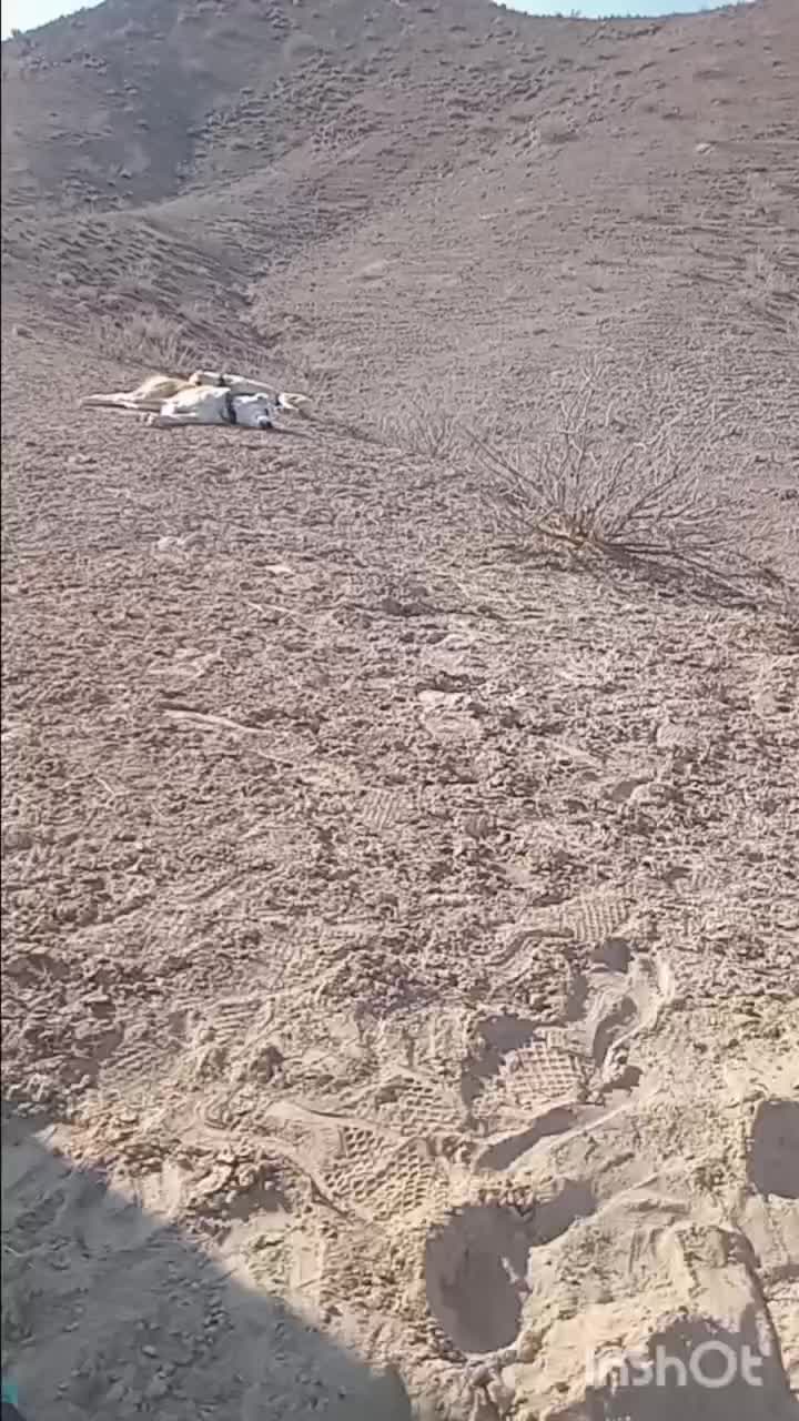 حیوان|سگ|قائن, |دیوار