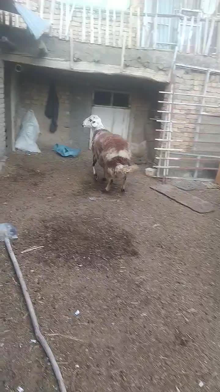 قوچ پلنگی|حیوانات مزرعه|خنداب, |دیوار