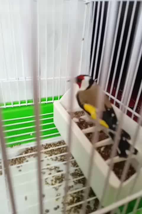 سهره نر|پرنده|اردبیل, |دیوار