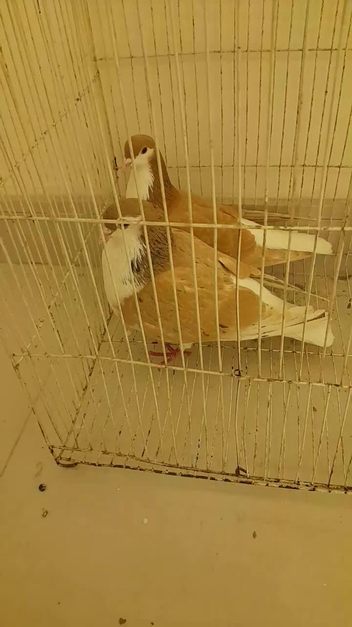 ساده زرد جفت|پرنده|مشهد, پنجتن|دیوار