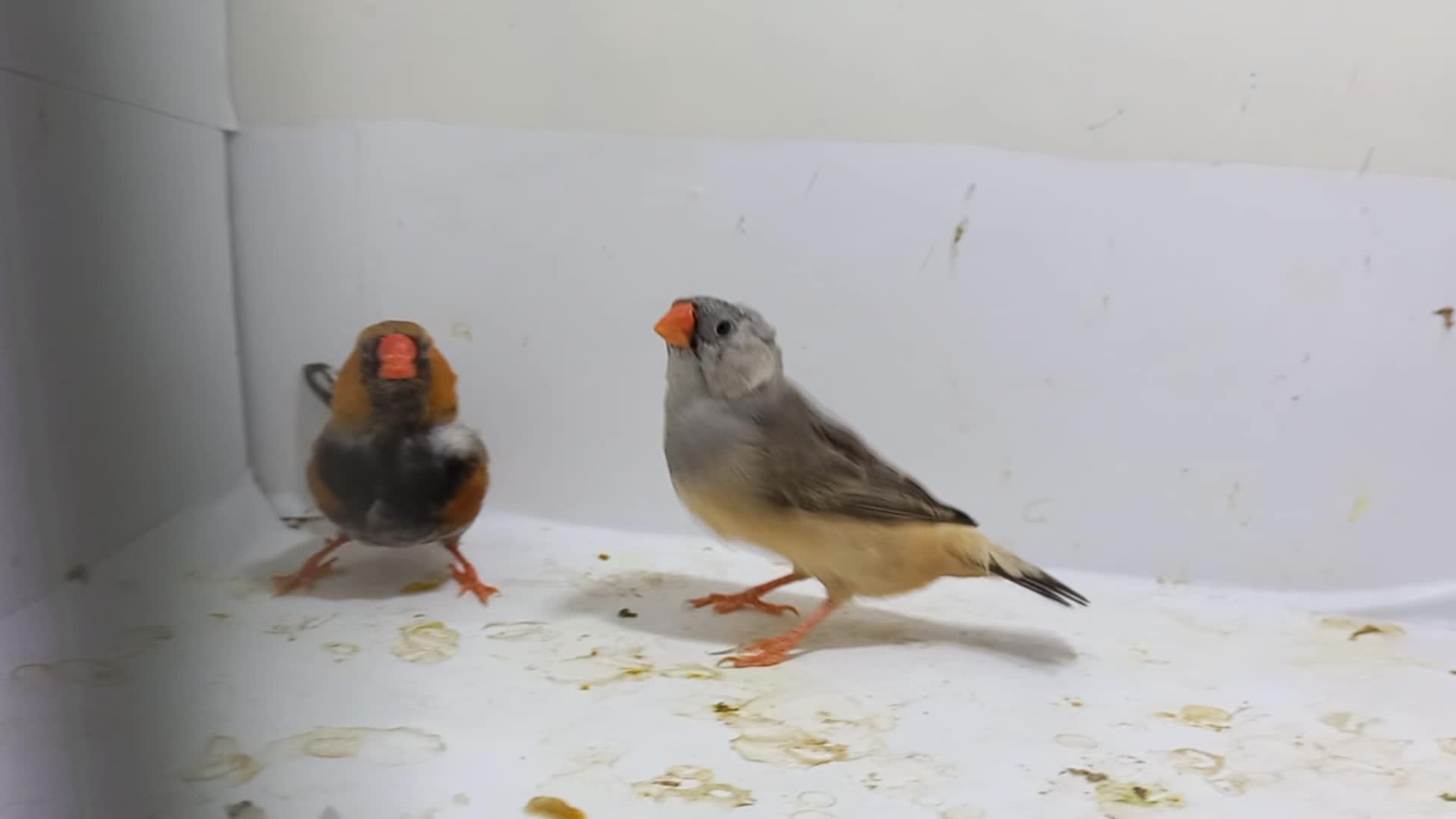 فنچ کینگ|پرنده|هشتگرد, هشتگرد قدیم|دیوار