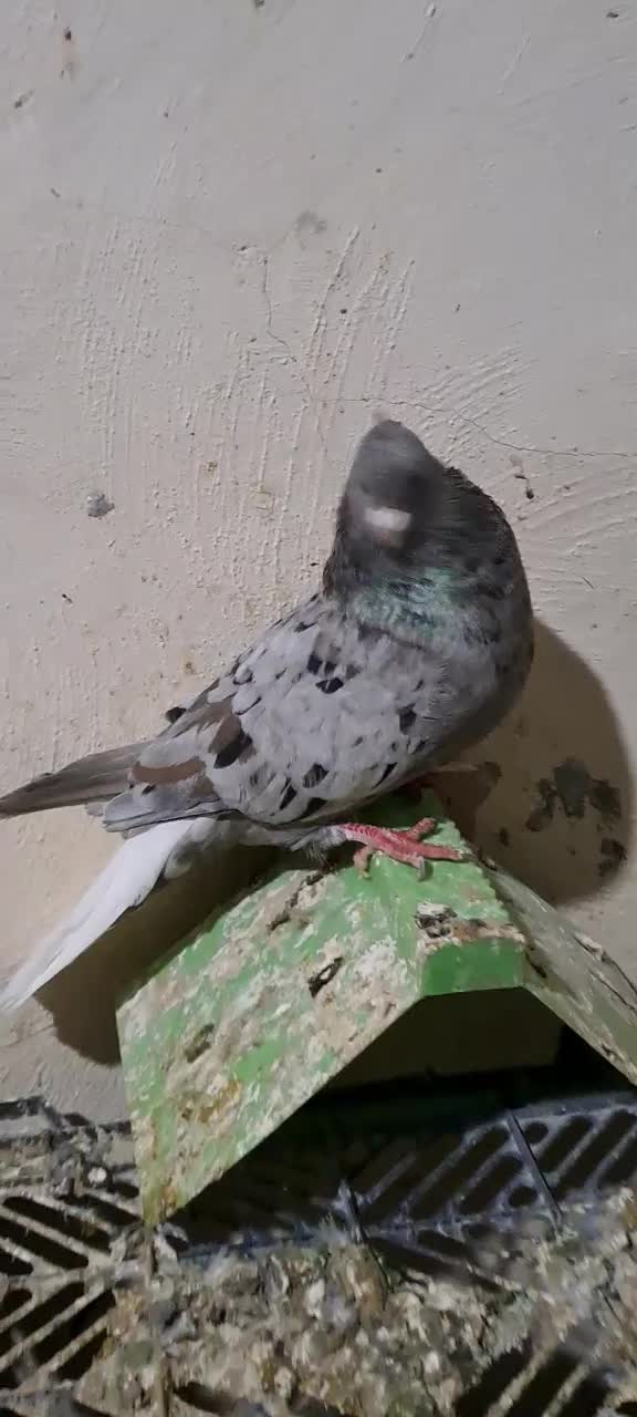 دم سفید رامشیر|پرنده|رامشیر, |دیوار