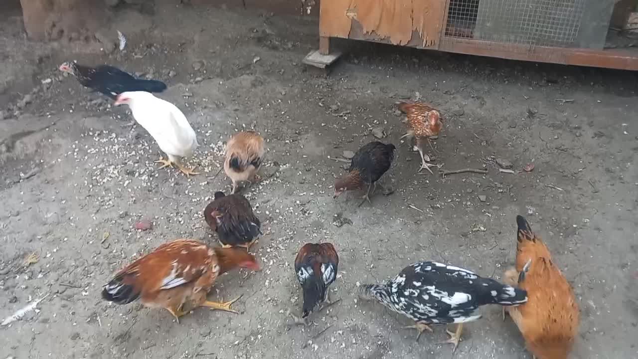 فروش مرغ لاری دو رگ و محلی|حیوانات مزرعه|رامیان, |دیوار