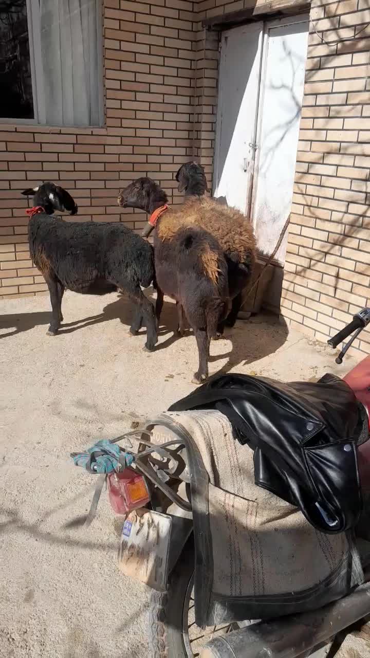 میش|حیوانات مزرعه|فریدونشهر, |دیوار