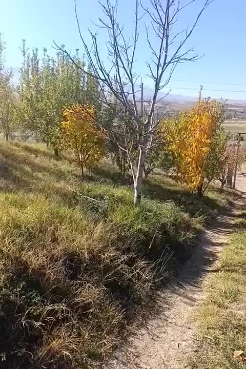 فروش یونجه چین دوم در شهرستان اهر|خدمات باغبانی و درختکاری|فندقلو, |دیوار