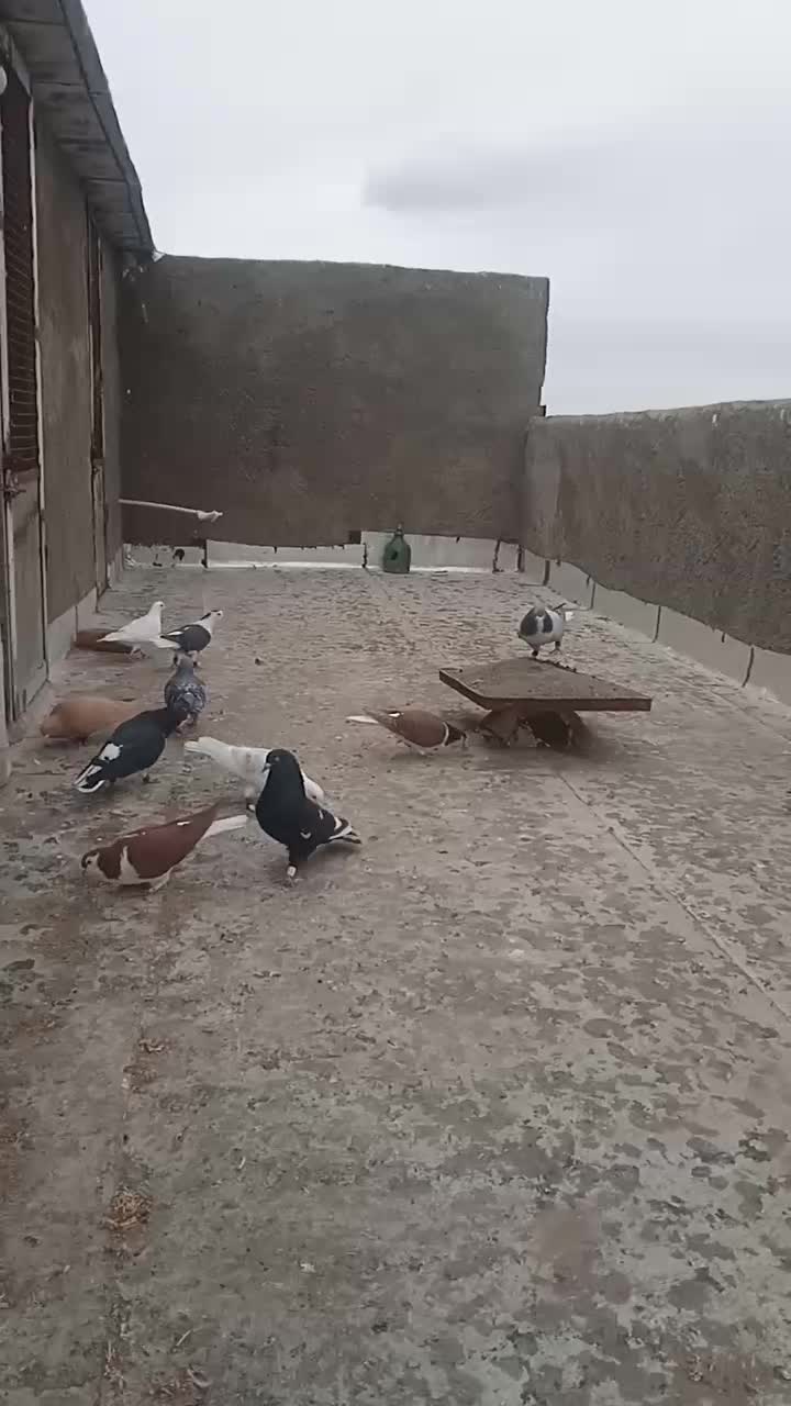 کفتررنگی|پرنده|سامن, |دیوار