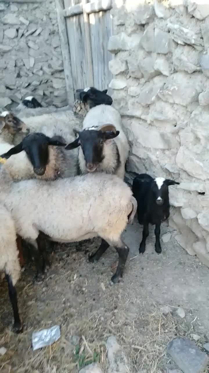 تعدادی گوسفند رومانف به فروش میرسد|حیوانات مزرعه|کلیبر, |دیوار