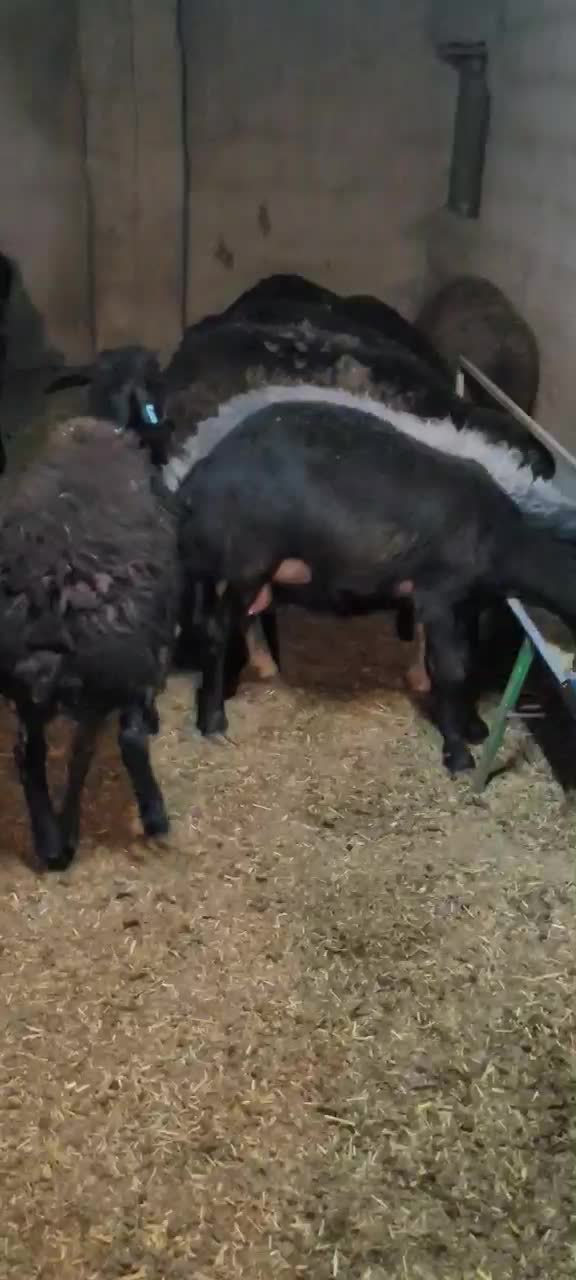 میش بره ماده قره غزل قزل اصل قزل افشار|حیوانات مزرعه|شریفآباد, |دیوار