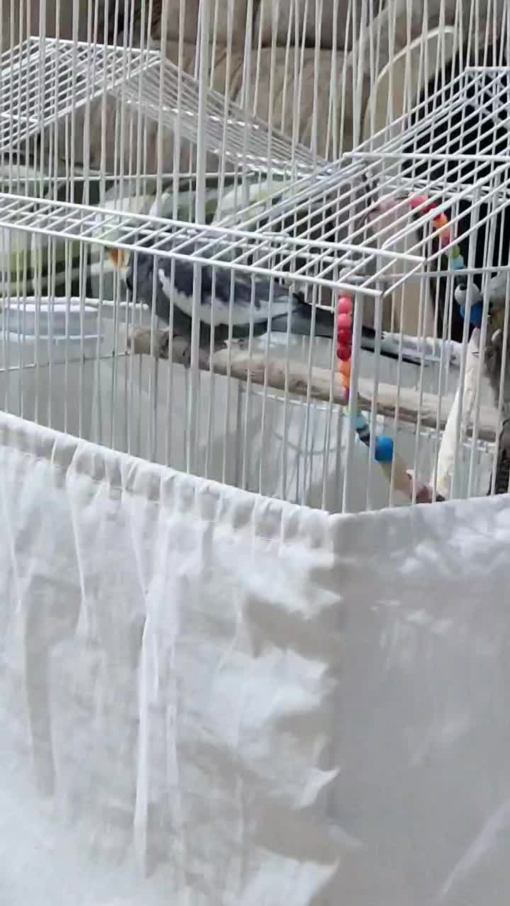 عروسی هلندی سخنگو|پرنده|نیر (اردبیل), |دیوار