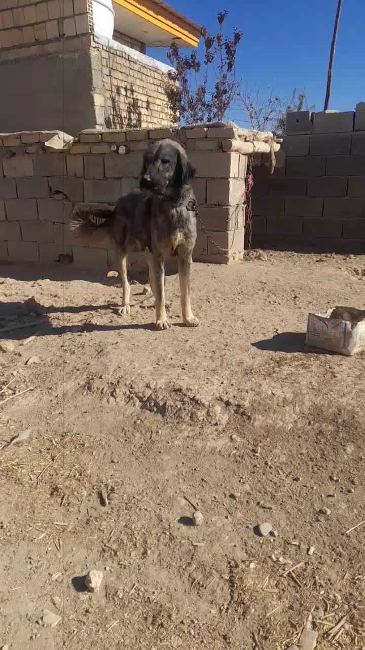 واگذاری سگ|سگ|کبودرآهنگ, |دیوار