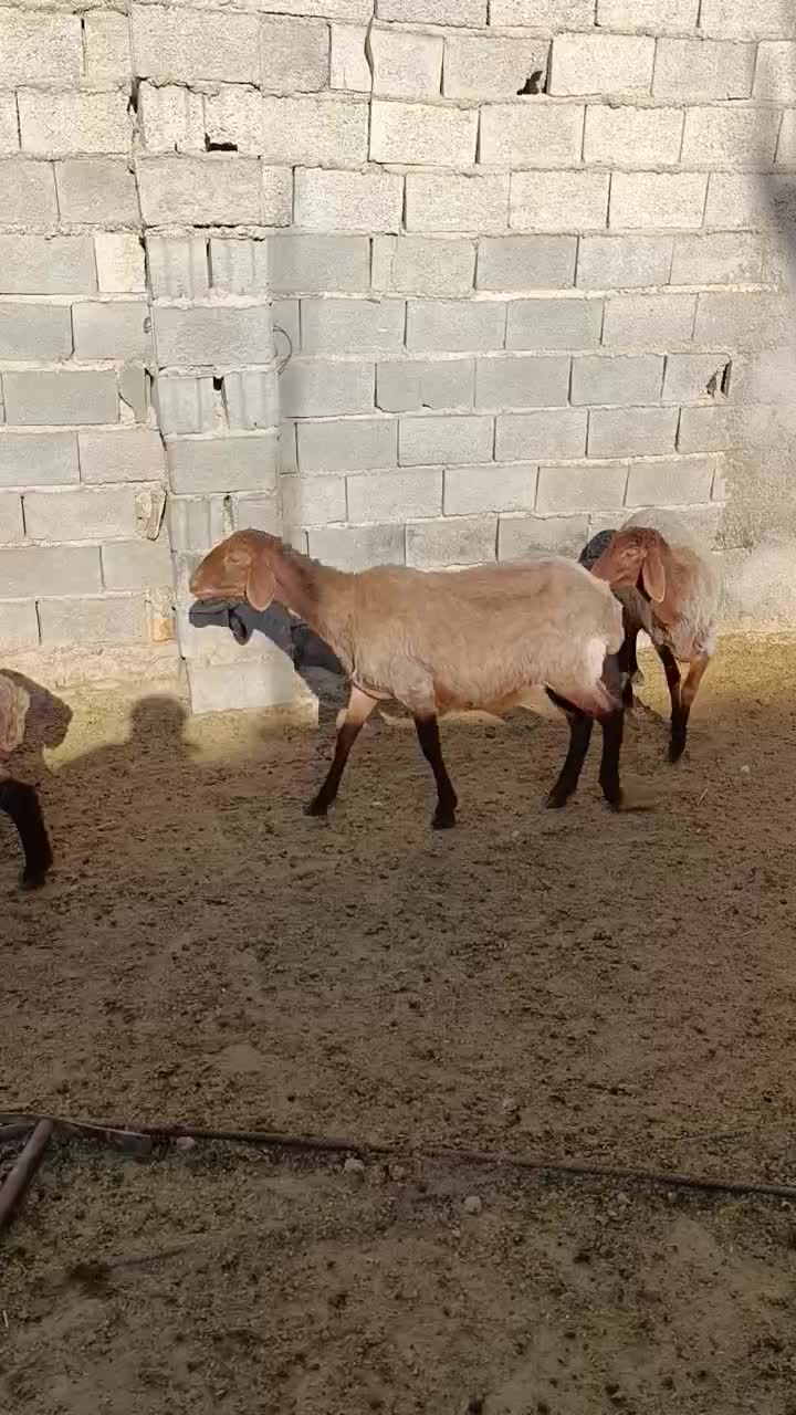 بره های ماده هترو|حیوانات مزرعه|بجنورد, |دیوار