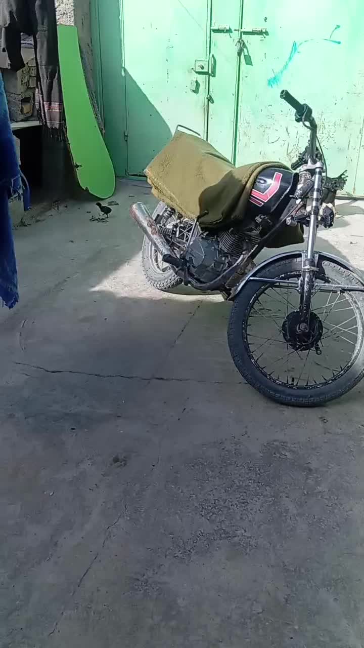 مرغ|حیوانات مزرعه|سراوان, |دیوار