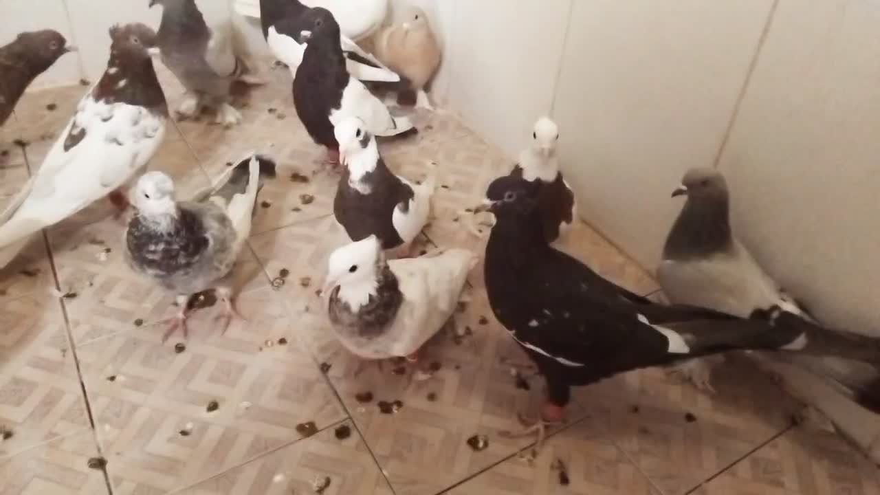 ۱۵ تا بهبونی دونه ۳۰۰ رو هم ۴ تا ماده ۱۱ تا نر|پرنده|مرودشت, فیروزی|دیوار