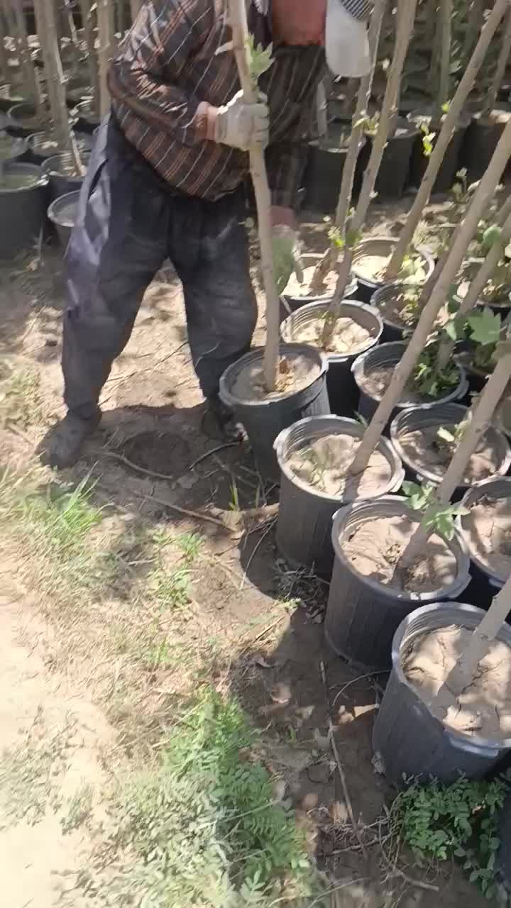 نهال برای پایان کار مجوزنهال بن بالا چنار طبق فیلم|خدمات باغبانی و درختکاری|سنندج, |دیوار