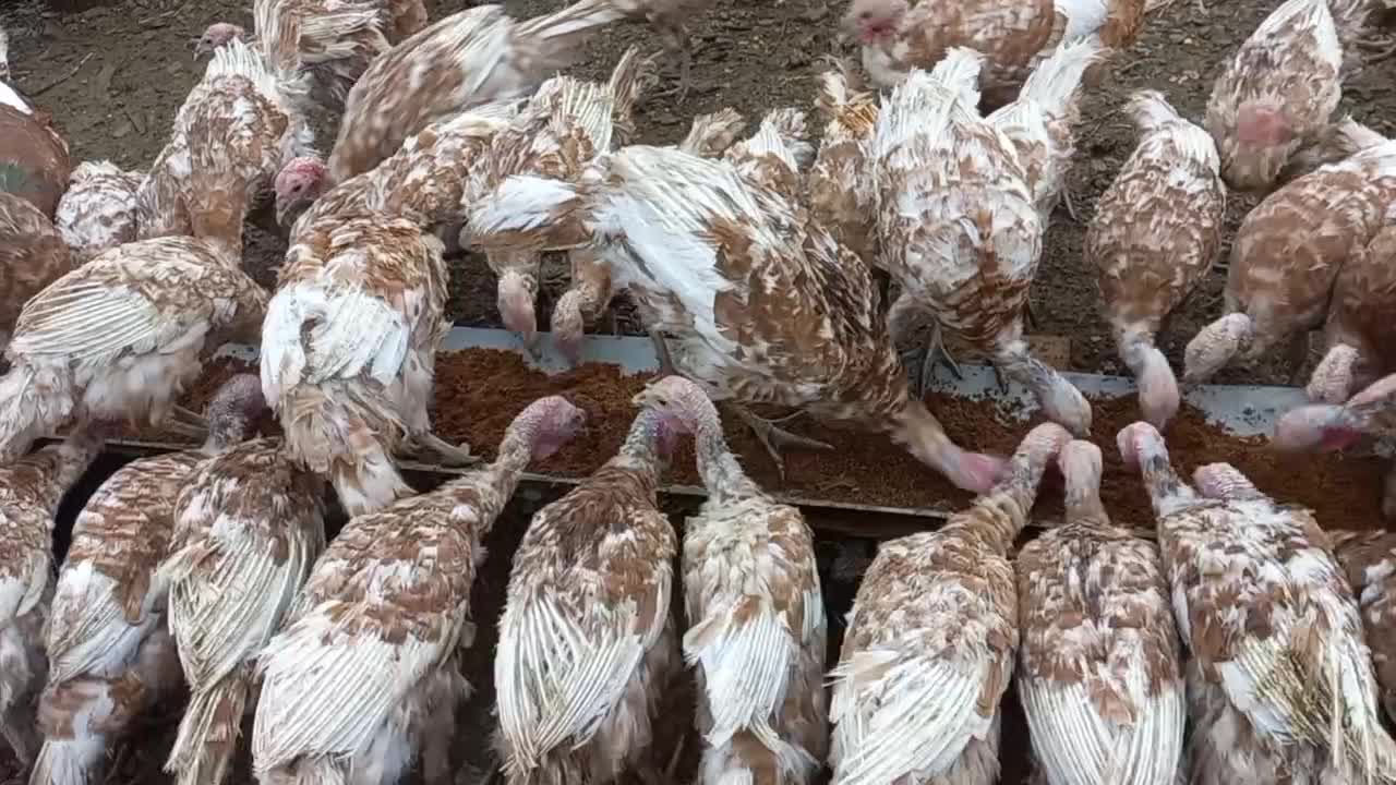 بوقلمون بوربون ماده (قەلە می سوور)|حیوانات مزرعه|بانه, |دیوار