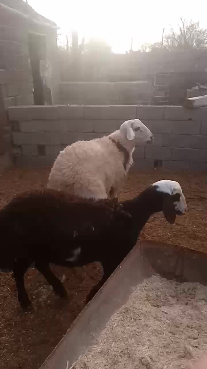 بره قوچ پلنگی|حیوانات مزرعه|تربت جام, خیرآباد|دیوار