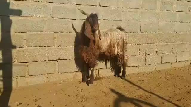 فروش ۳تا دبر بذری|حیوانات مزرعه|فسا, |دیوار