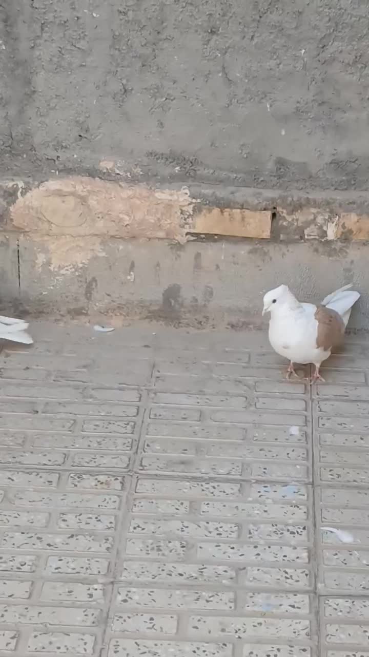 یک جفت دوکت. درمبارکه.|پرنده|مبارکه, |دیوار