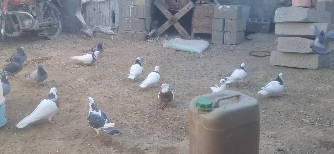 کبوتر|پرنده|سنقر, |دیوار