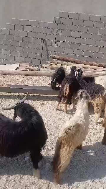 کهرنره چاق مخصوص قصابی|حیوانات مزرعه|جم, |دیوار