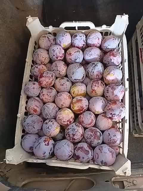 آلو|خوردنی و آشامیدنی|سیلوانه, |دیوار