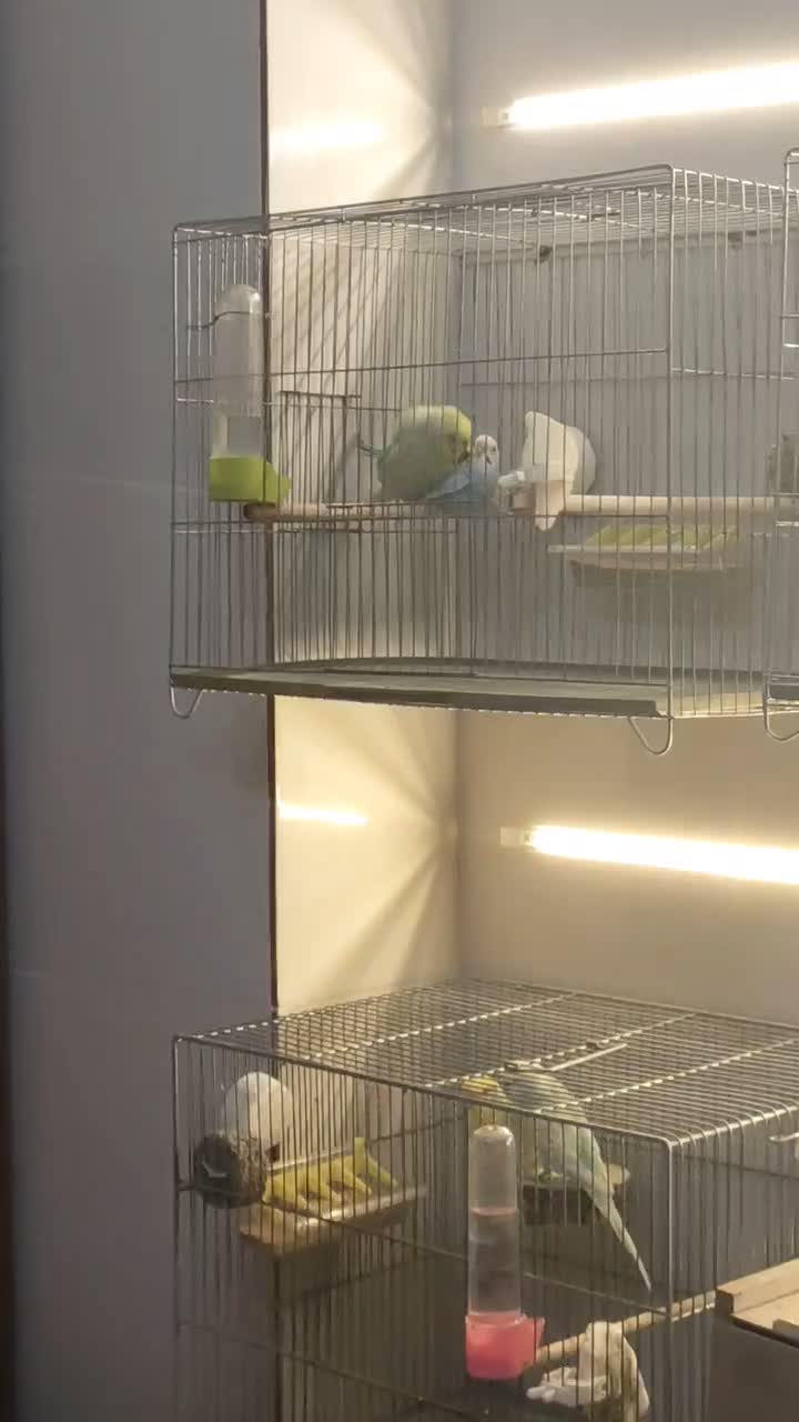 مرغ عشق رنگ خاص با جوجه|پرنده|قزوین, |دیوار