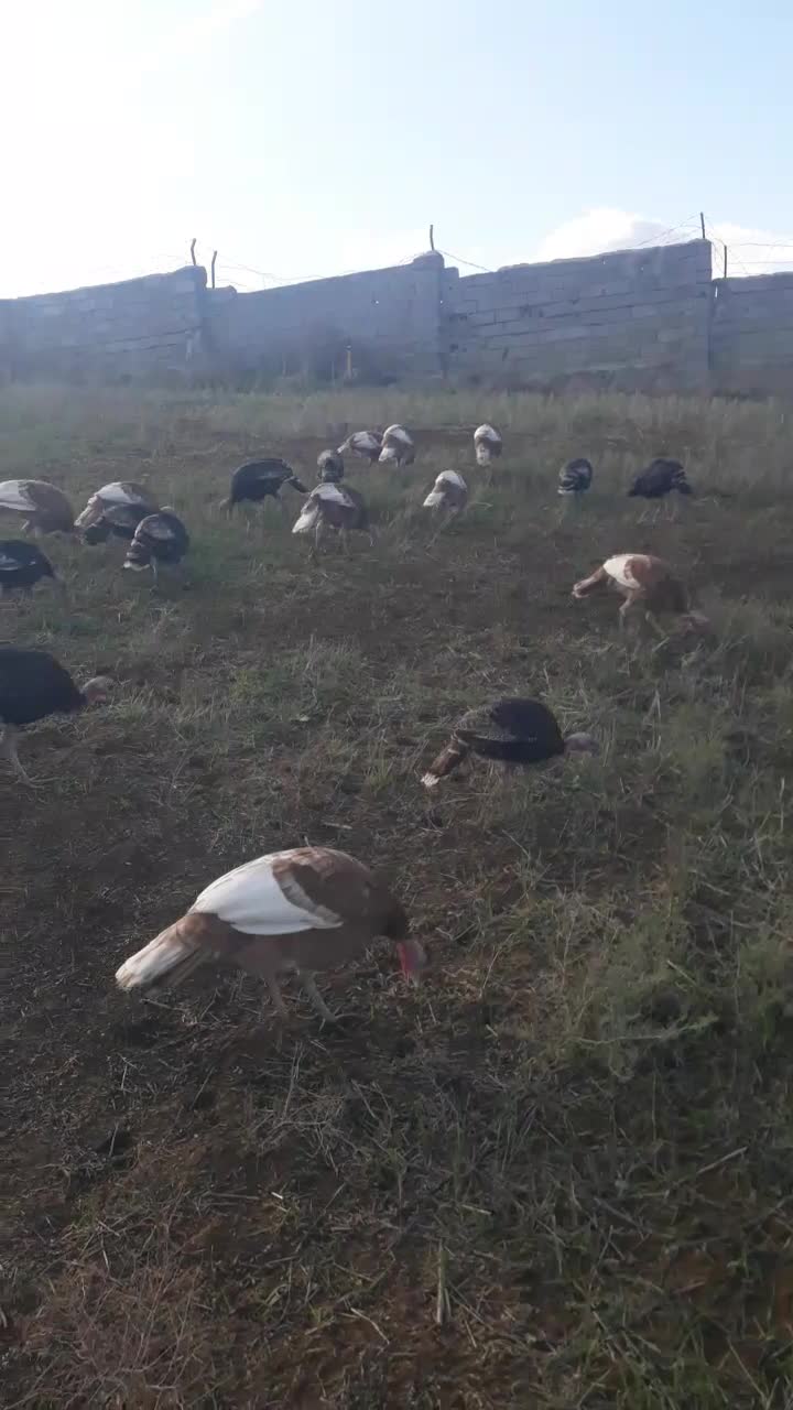 بوقلمون طبیعی|حیوانات مزرعه|بیله سوار, |دیوار