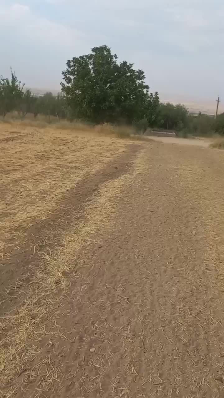 کره مادیان عرب|اسب و تجهیزات اسب‌سواری|بروجرد, |دیوار