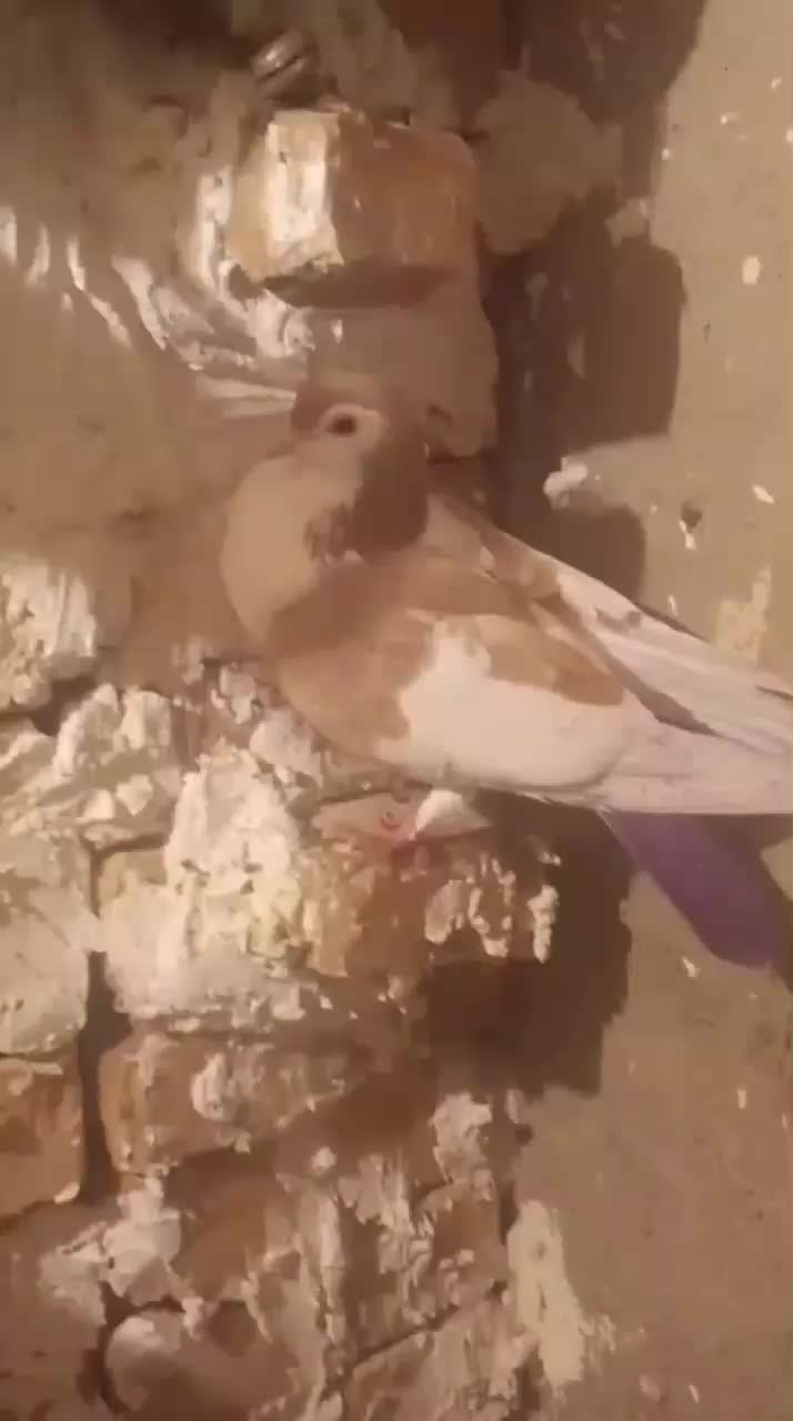 کبوتر|پرنده|نیشابور, دربقاضی|دیوار