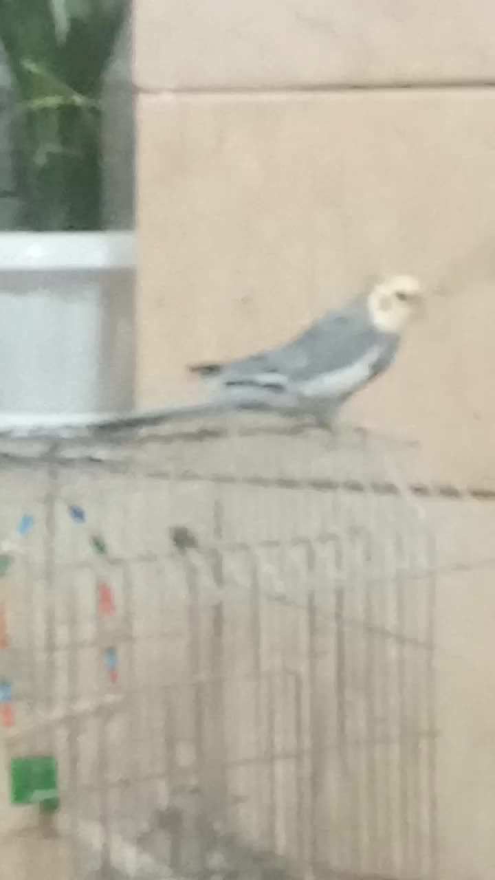 عروس هلندی نر سخنگو|پرنده|مرودشت, ثبت احوال|دیوار