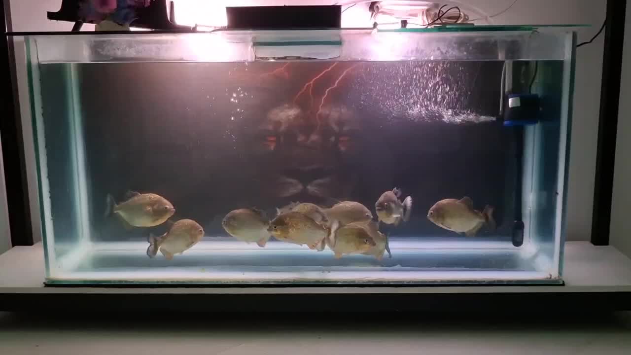 اکواریوم بزرگ و انواع لوازم درحدنو|ماهی|بیرجند, |دیوار