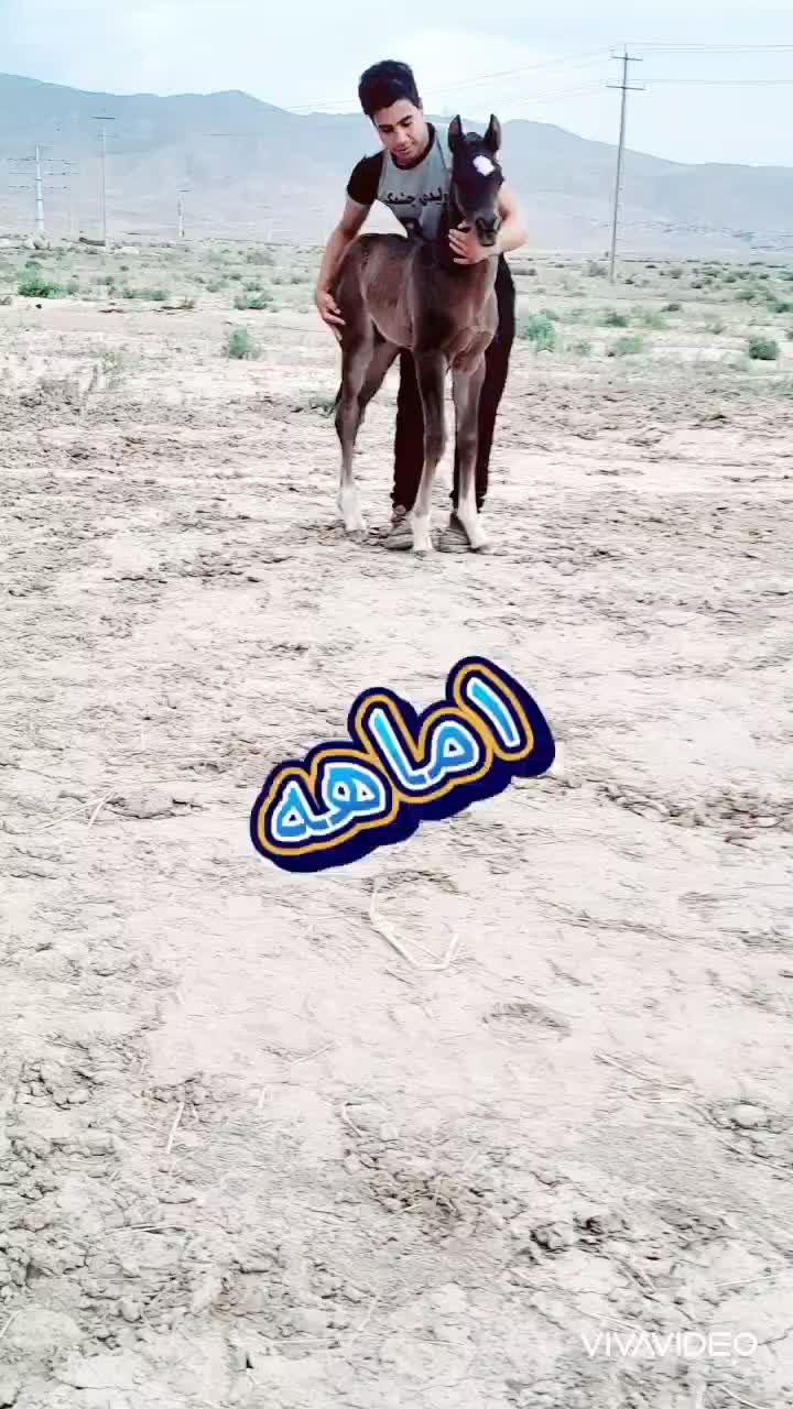 اسب ترکمن (اخال تکه)|اسب و تجهیزات اسب‌سواری|تهران, امیریه|دیوار