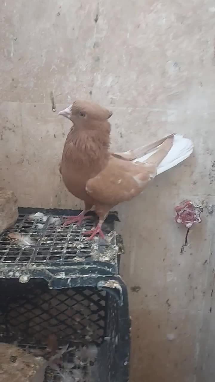 کفتر رنگی دم سفید|پرنده|خاوران, |دیوار