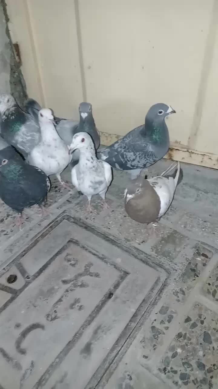 کفبوتر|پرنده|مشهد, شهید قربانی|دیوار