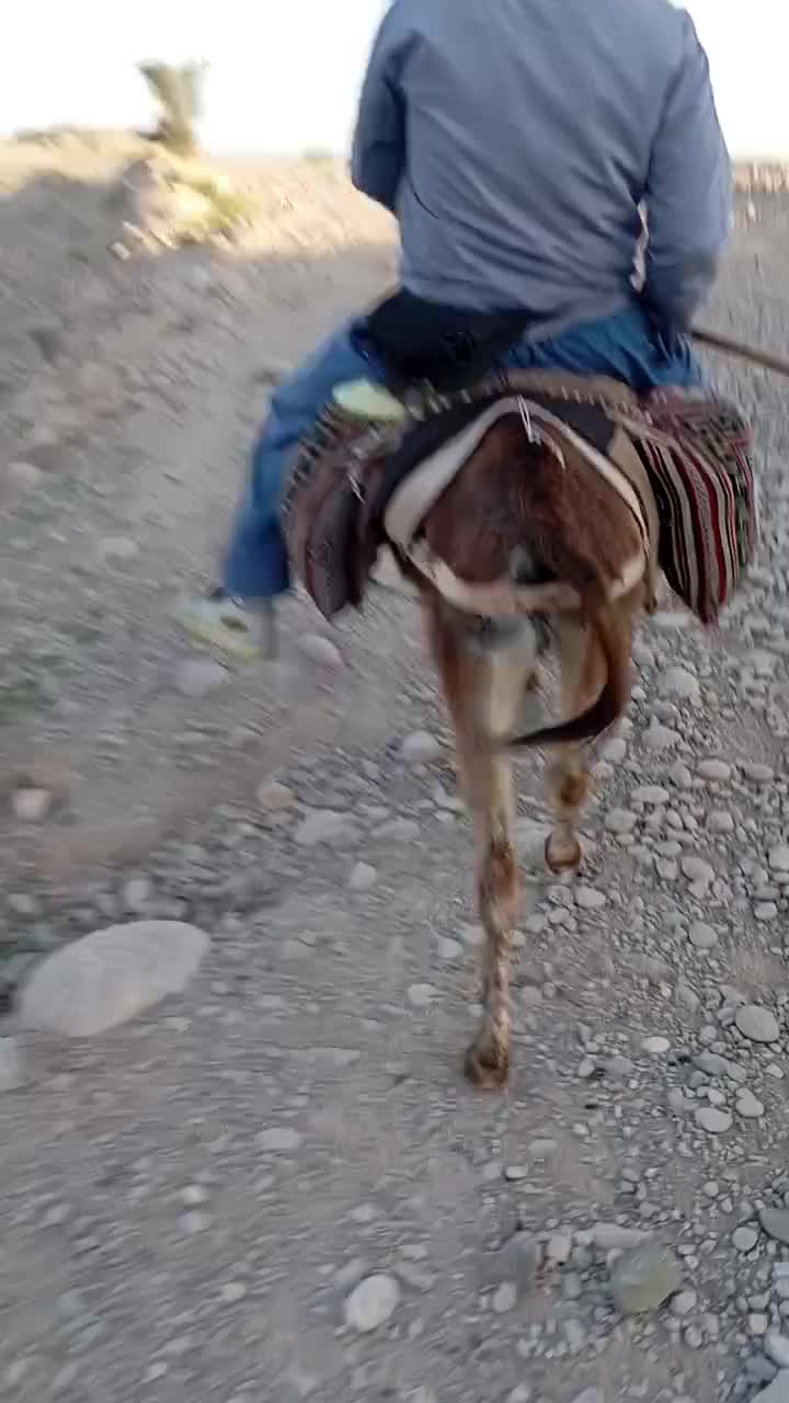 خربابچه|حیوانات مزرعه|قلعه قاضی, |دیوار