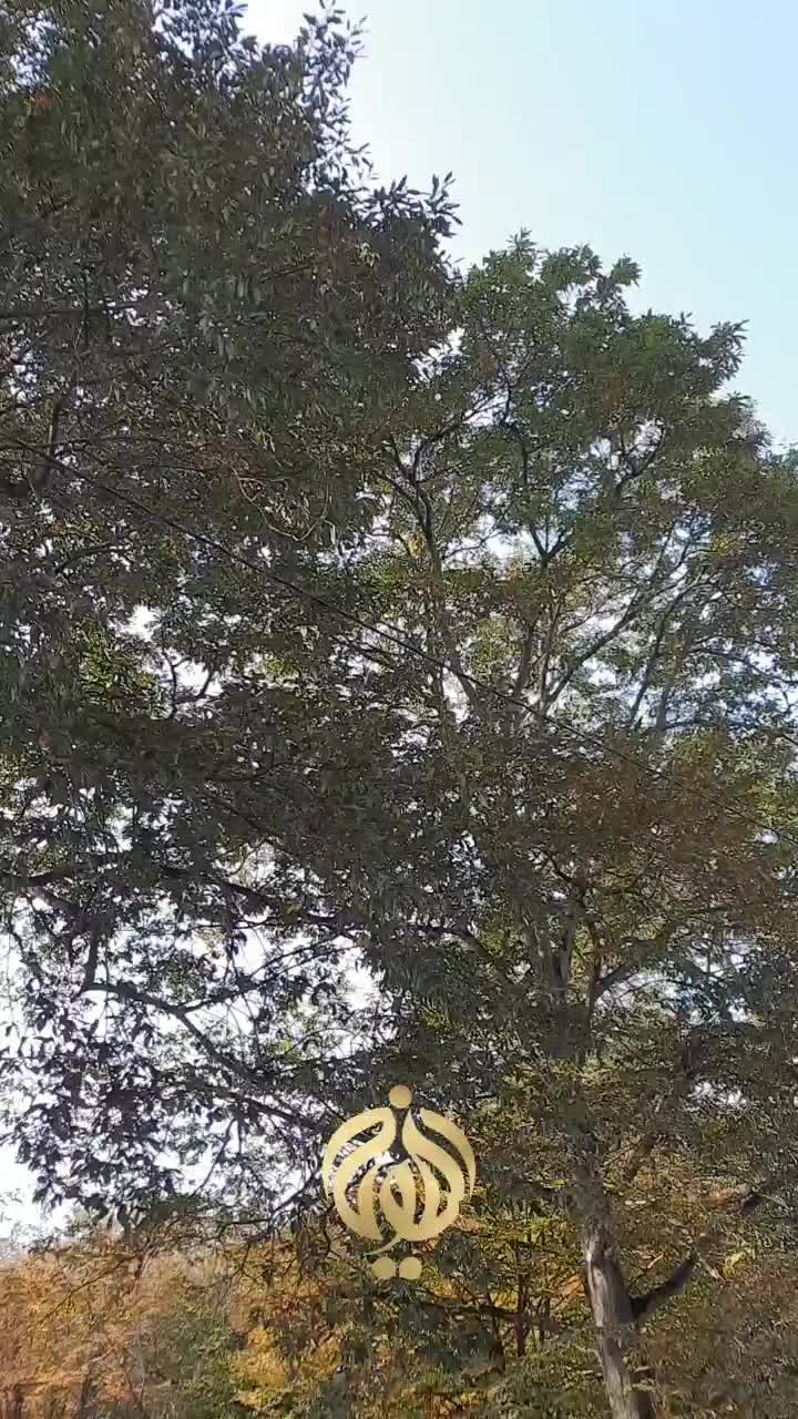 اپل کلاسیک فروشی|خودرو کلاسیک|تهران, تجریش|دیوار