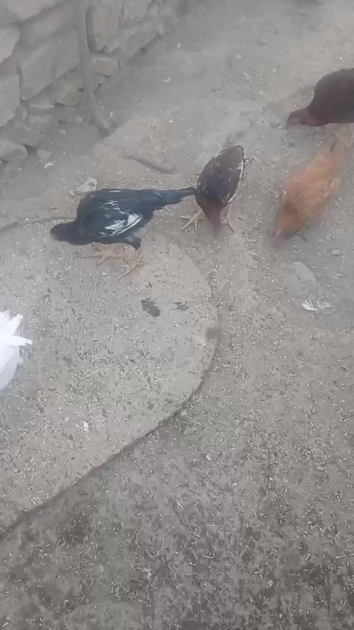 فروش قو غاز  اکراینی اصل|حیوانات مزرعه|شاهین دژ, |دیوار