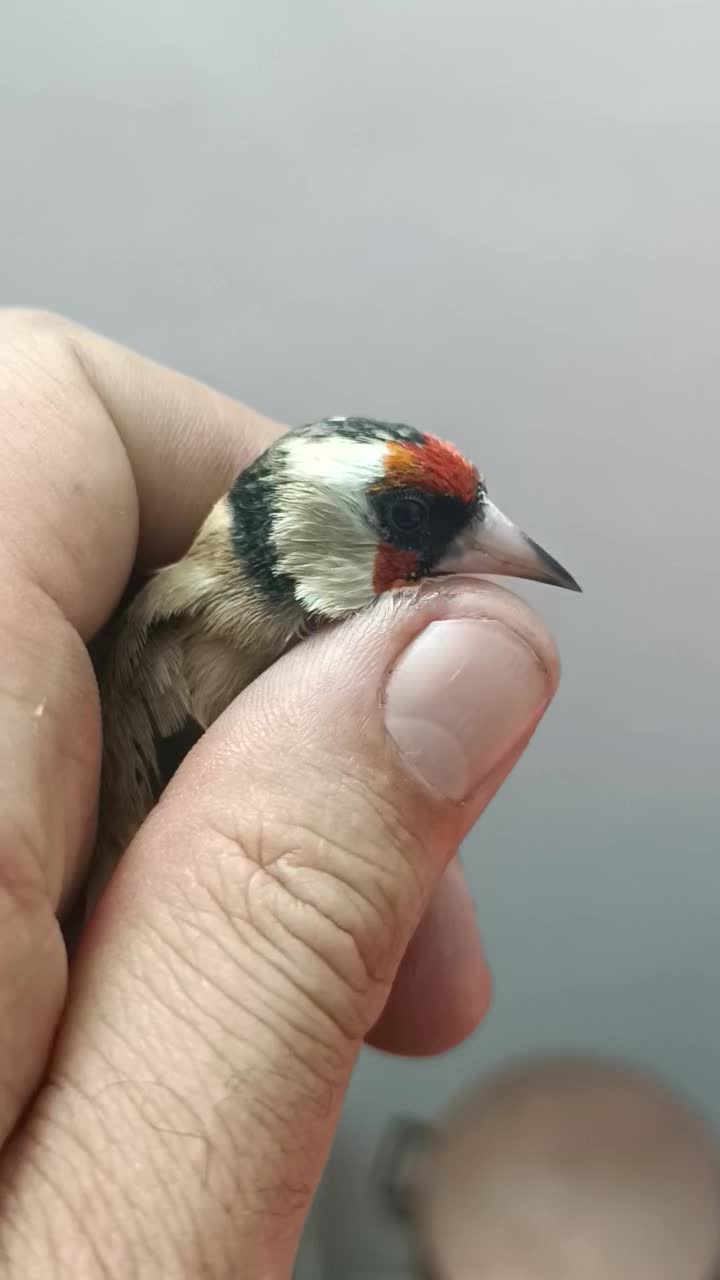 سهره چهارگل|پرنده|مشهد, شهرک مهرگان|دیوار