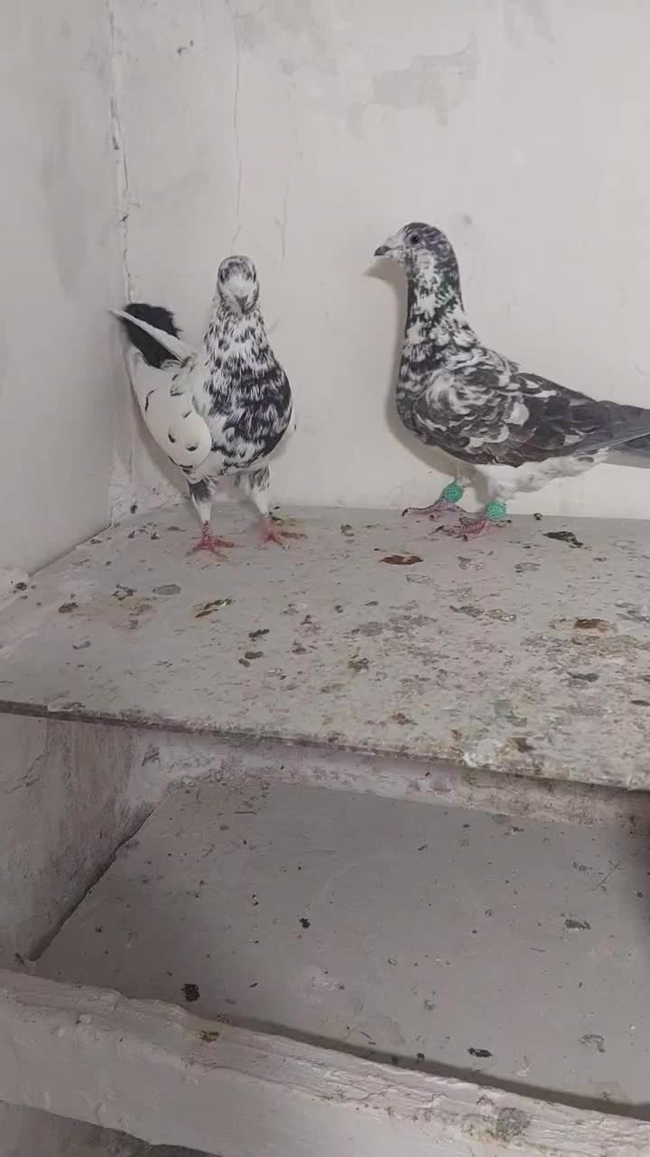 سوسکی  سیاه|پرنده|بجنورد, |دیوار