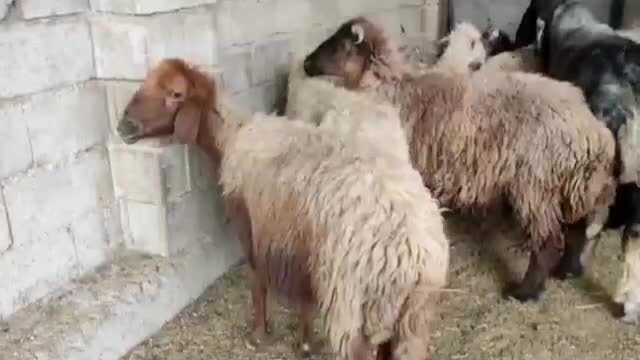 ۱۰،میش آبستن ۲دو قوچ|حیوانات مزرعه|شیراز, زرهی|دیوار