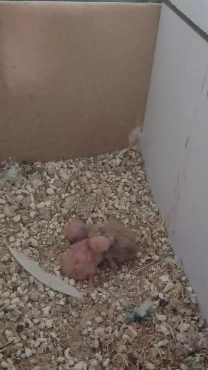 کوتوله برزیلی ماده مولد فنچ باجوجه مرغ عشق سرلاکی|پرنده|تبریز, |دیوار