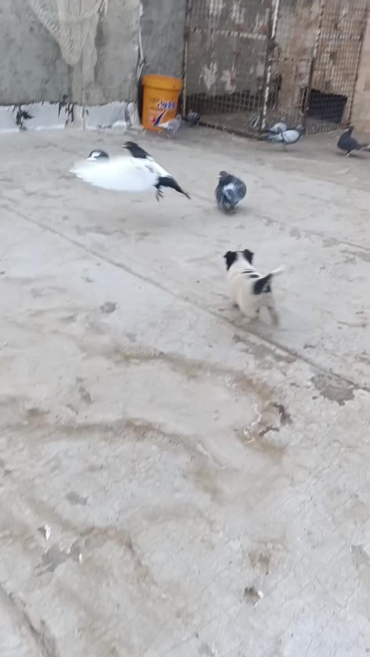 سگ پاکوتاه|سگ|مشهد, پورسینا|دیوار