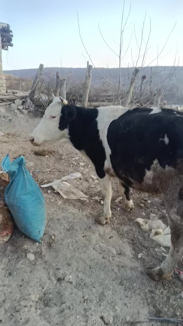 گاو برای فروش|حیوانات مزرعه|لوداب, |دیوار