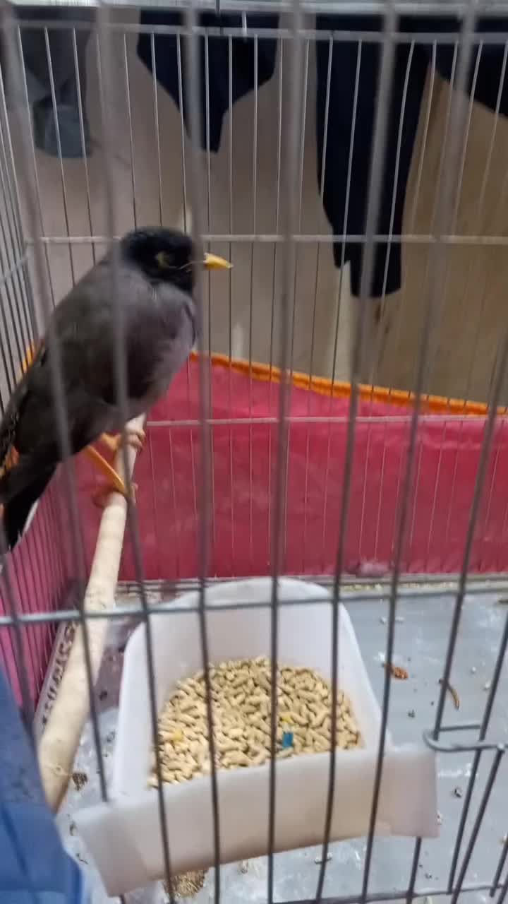 مینا سخنگو|پرنده|اندیمشک, |دیوار