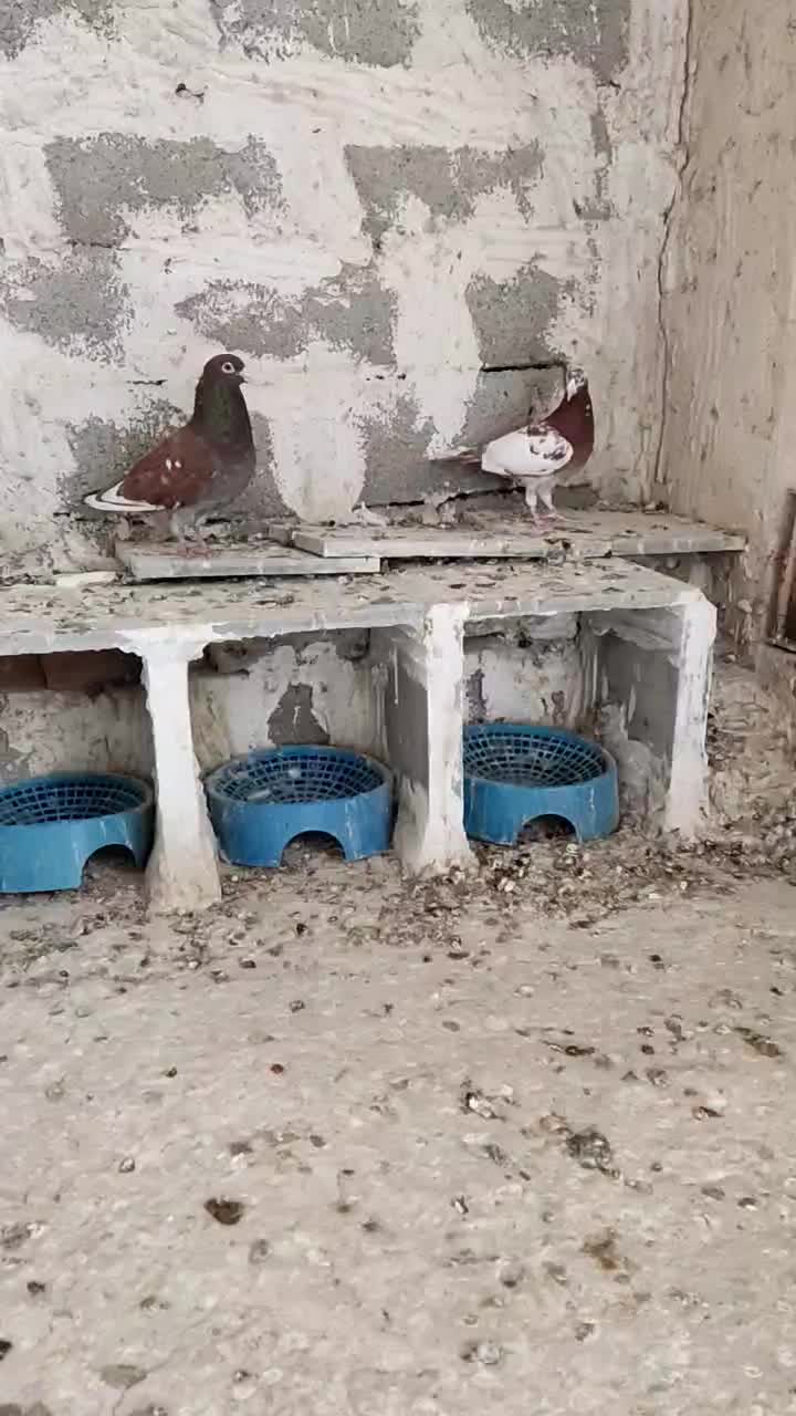 کبوتر میولمنز|پرنده|جره و بالاده, |دیوار