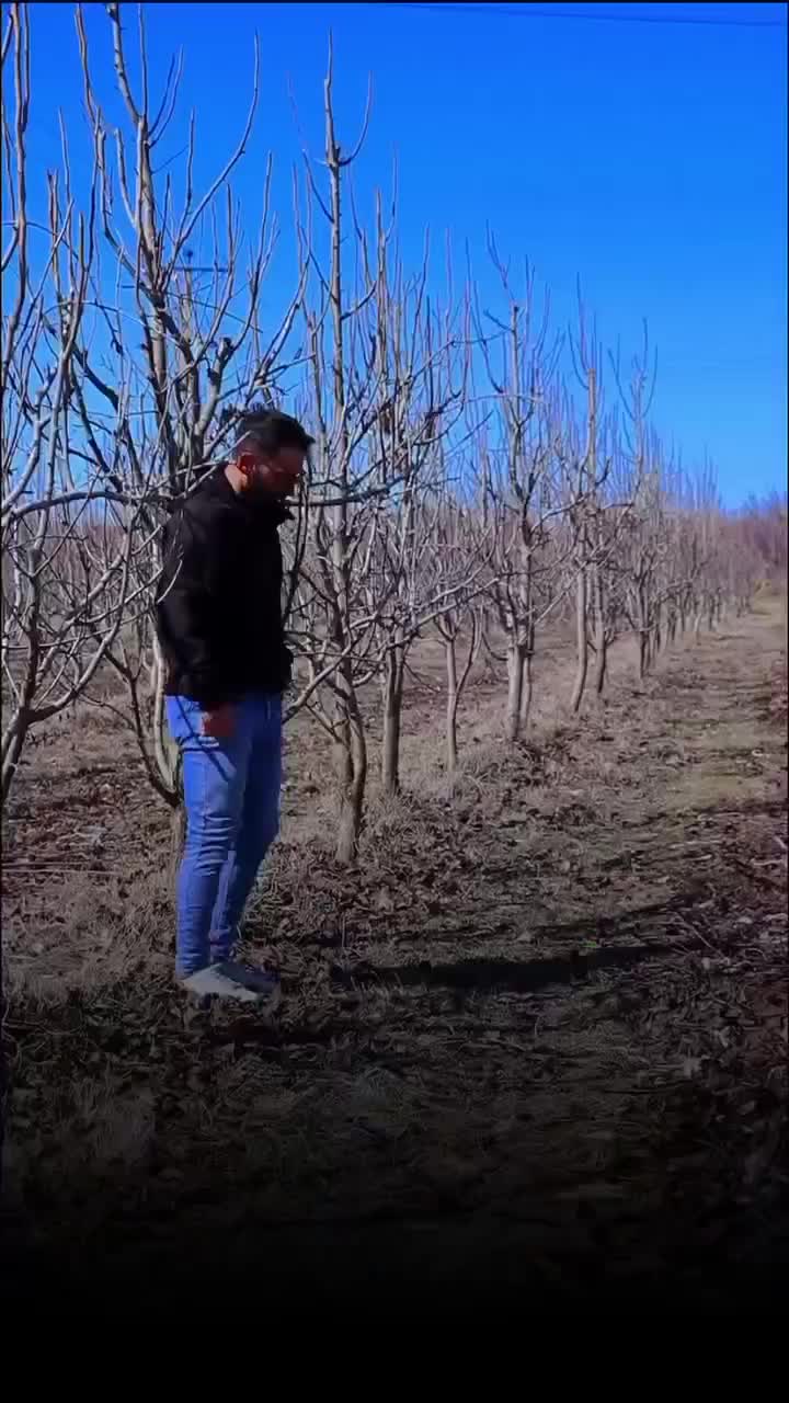 فروش نهال های پایه رویشی|خدمات باغبانی و درختکاری|همدان, |دیوار