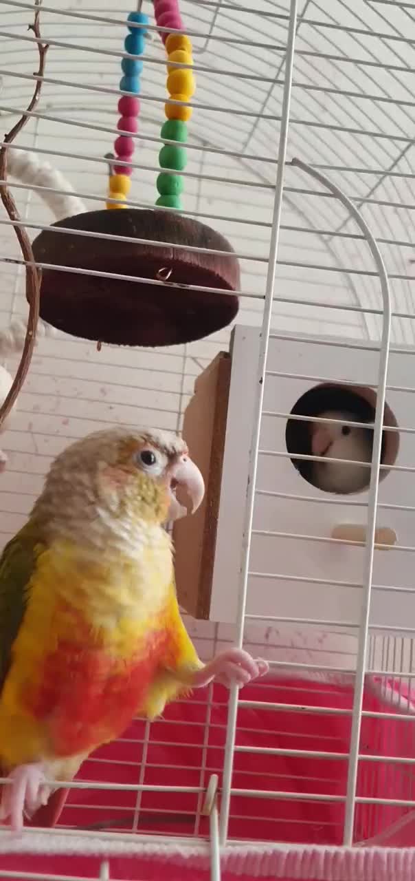 گمشده|پرنده|شاهین‌شهر, حافظ شمالی|دیوار