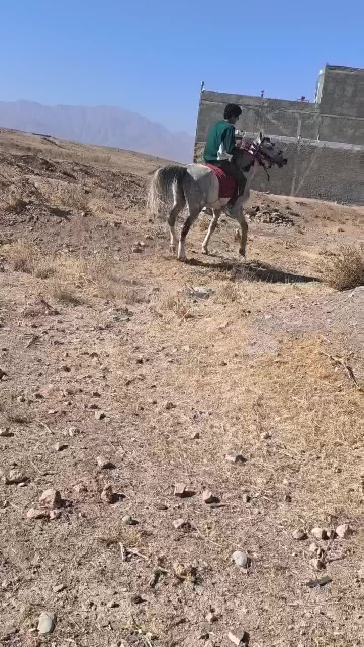 اسب سفید|اسب و تجهیزات اسبسواری|خرمآباد, |دیوار