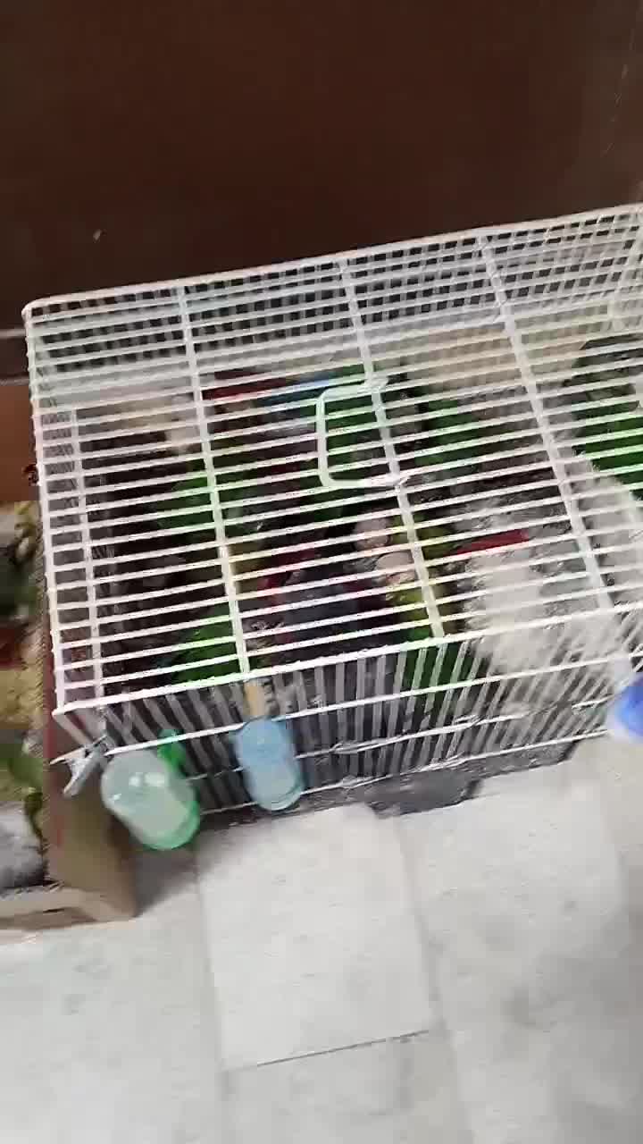 ردچیک سانچیک گرینچیک مونچیک|پرنده|اصفهان, عطار نیشابوری|دیوار