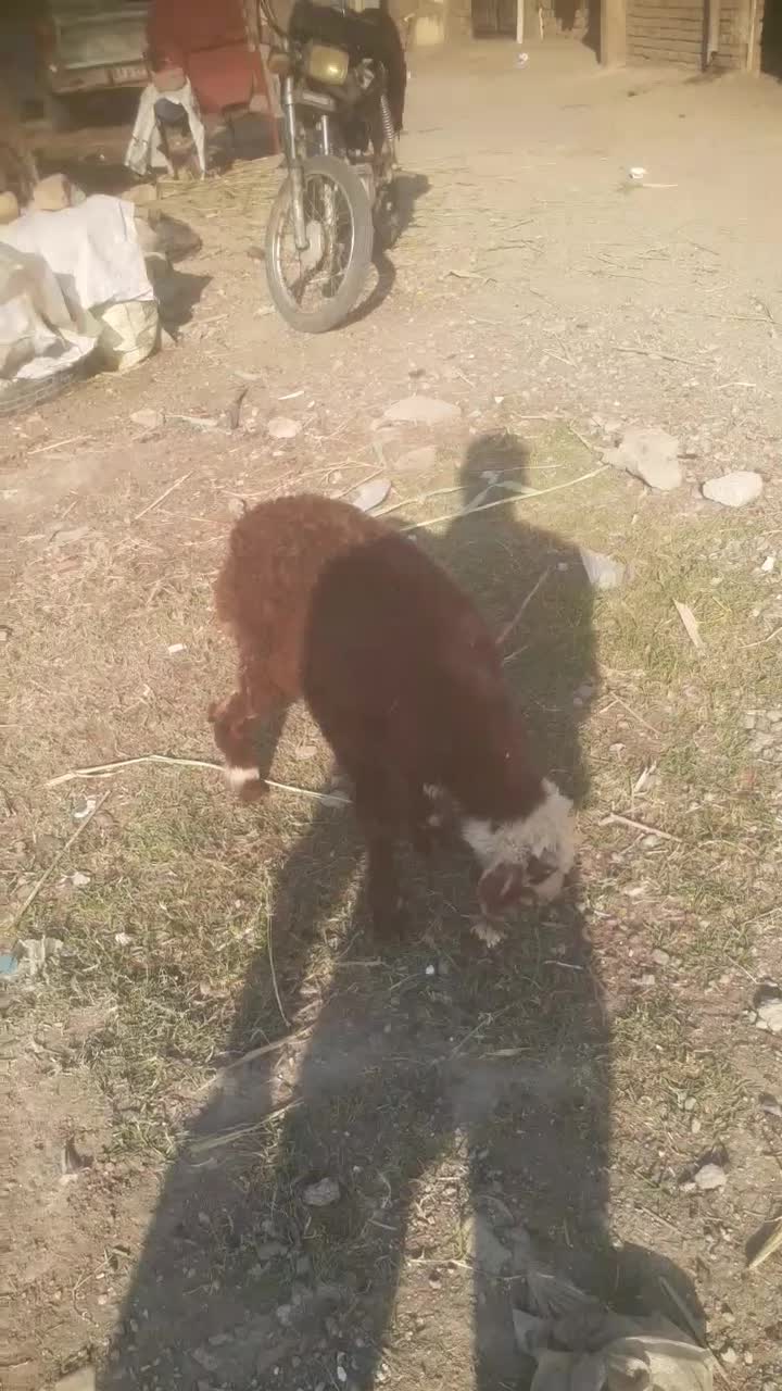 بره گوسفندماده|حیوانات مزرعه|مینودشت, |دیوار